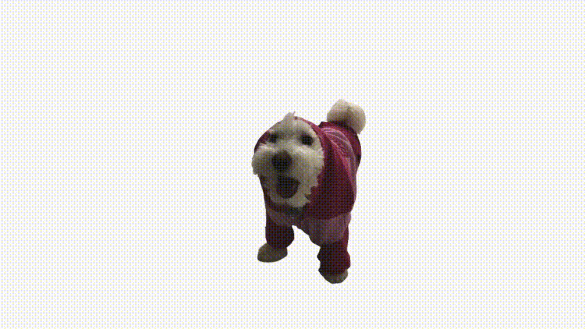 Dancing Dog